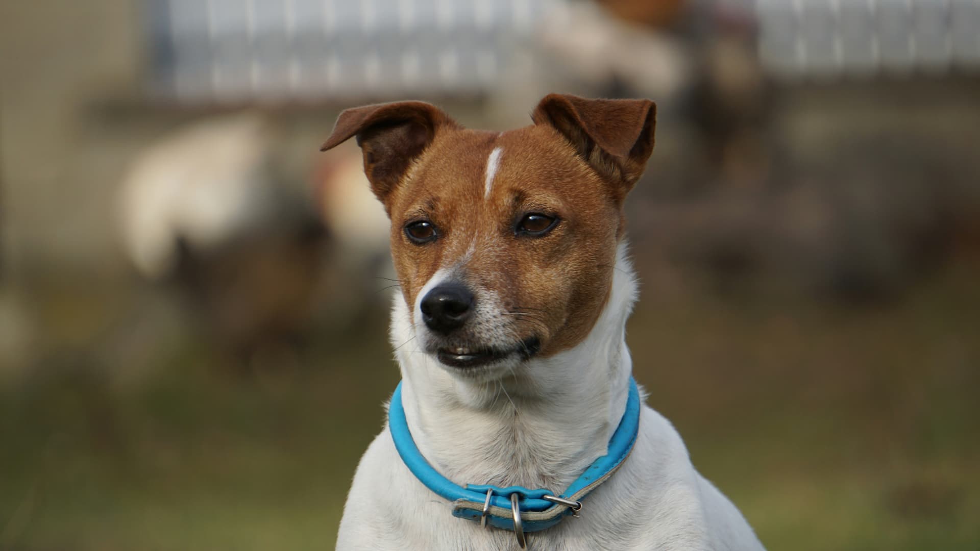 Dog wearing a collar outdoors